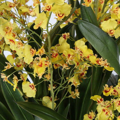 Ren Dancing Orchid Arrangement