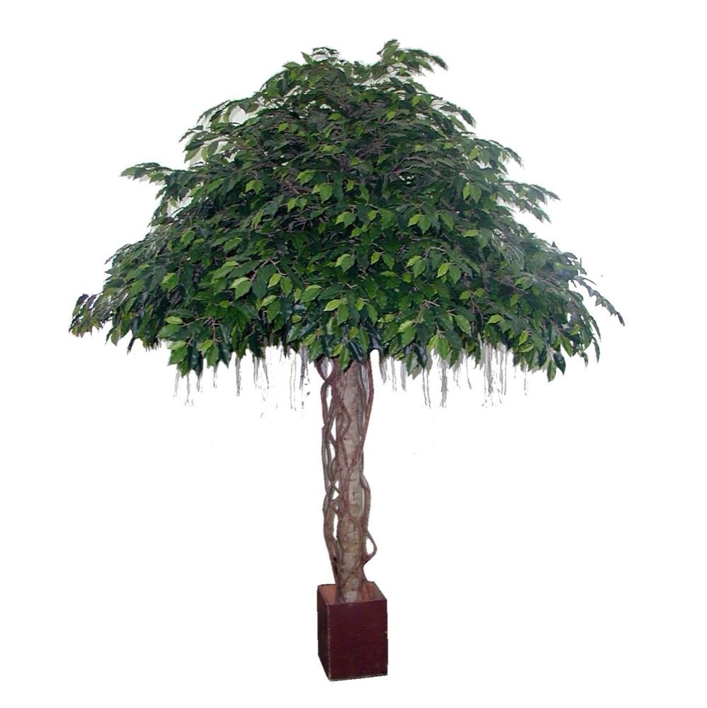 Artificial Fat Ficus Umbrella Giant 3.05m 12800Lvs - House of Isabella AU