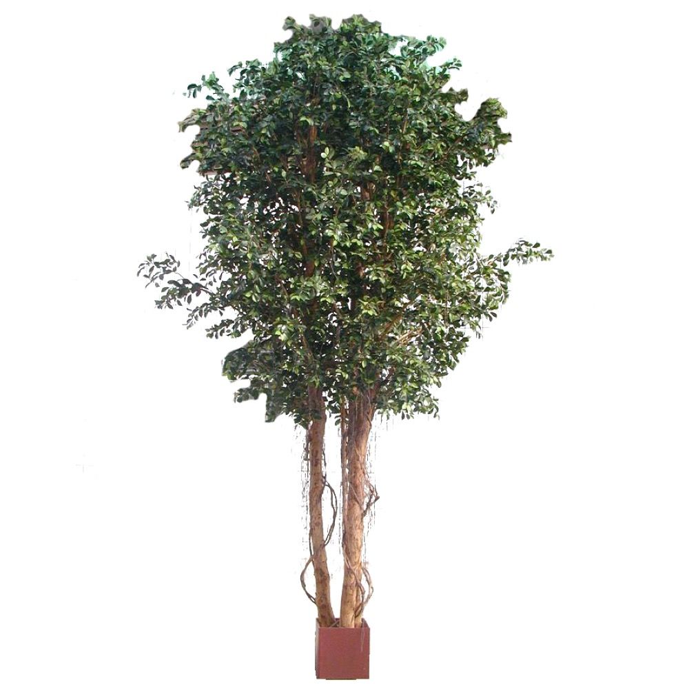 Artificial Ficus Retusa Giant x4 10440 Lvs 3.05M - House of Isabella AU