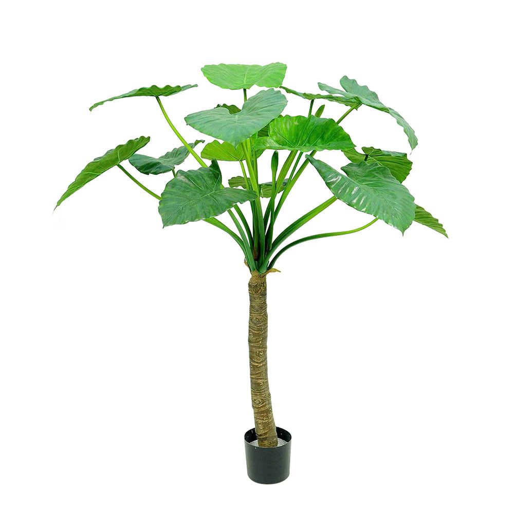 Alocasia Calidora Tree 1.35m