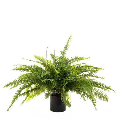 Boston Fern 80cm