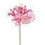Nerine Lily Stem 61cm Pink