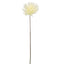 Mum Stem 71cm Cream - Pack of 12