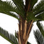 Cycus Palm Tree 220cm