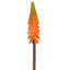 Red Hot Poker Stem 69cm Orange - Pack of 12
