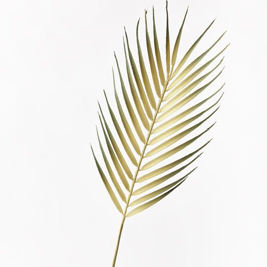 24 x Palm Phoenix Leaf