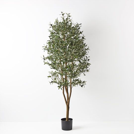 2 x Olive Tree