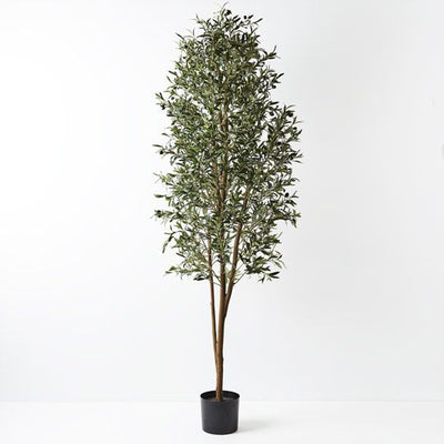 2 x Olive Tree