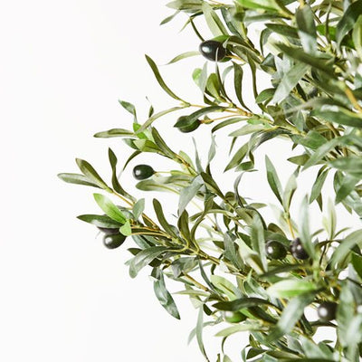 2 x Olive Tree