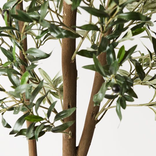 2 x Olive Tree