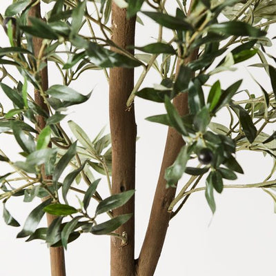 2 x Olive Tree