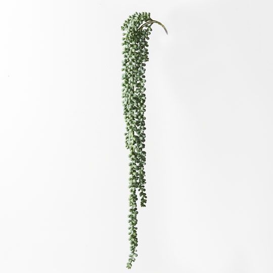 6 x String of Pearls Hanging Bush