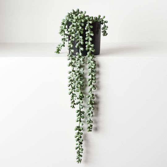 4 x String of Pearls in Pot