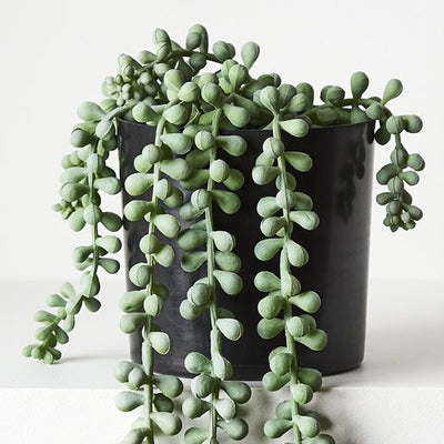 4 x String of Pearls in Pot