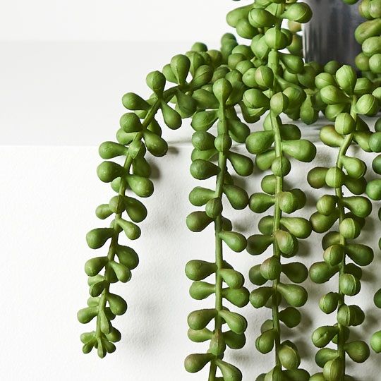 4 x String of Pearls in Pot