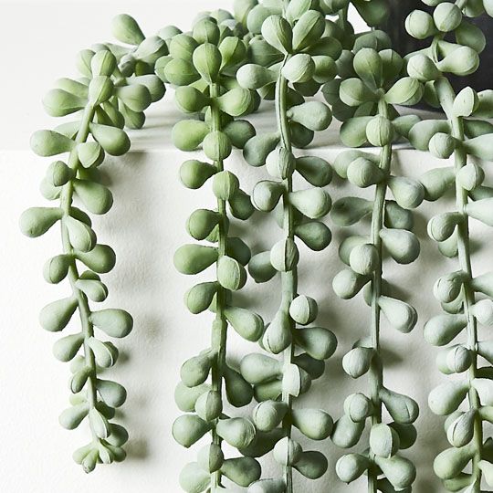 4 x String of Pearls in Pot