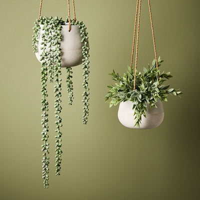 4 x String of Pearls in Pot