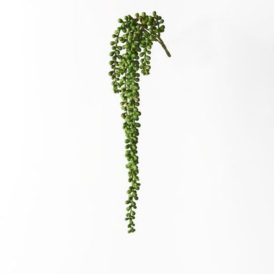 12 x String of Pearls Hanging Bush