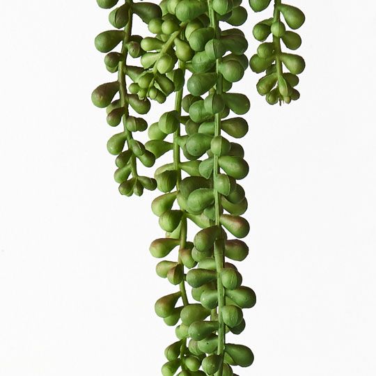 12 x String of Pearls Hanging Bush