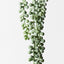 12 x String of Pearls Hanging Bush