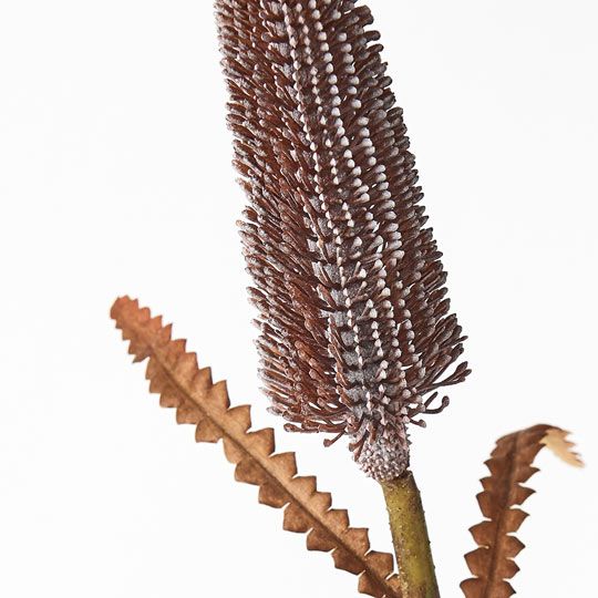 12 x Banksia Pencil