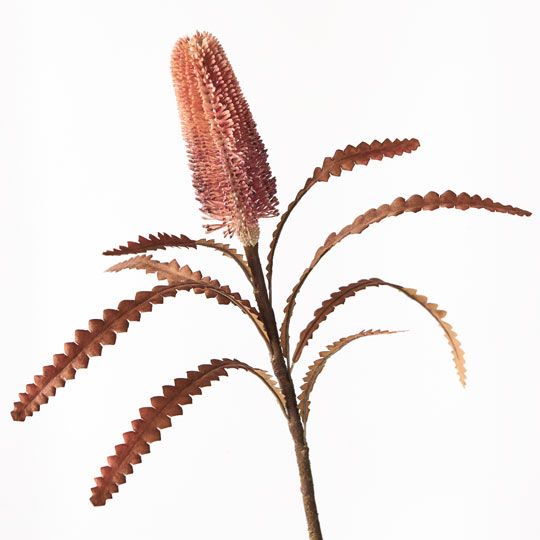 12 x Banksia Pencil