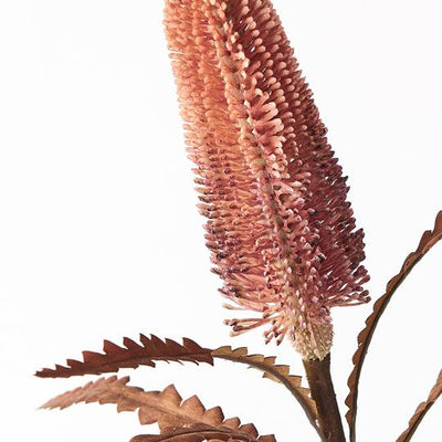 12 x Banksia Pencil