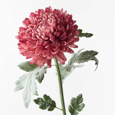 12 x Chrysanthemum Ball