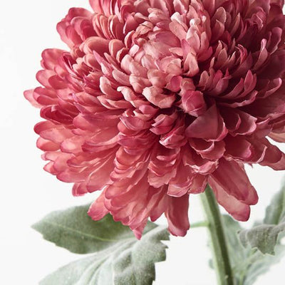 12 x Chrysanthemum Ball