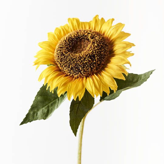 12 x Sunflower