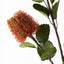 12 x Banksia Spray