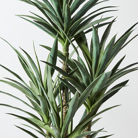 1 x Yucca Plant