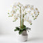 1 x Orchid Phalaenopsis in White Weave Pot