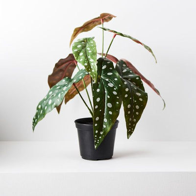 6 x Begonia Maculata in Pot