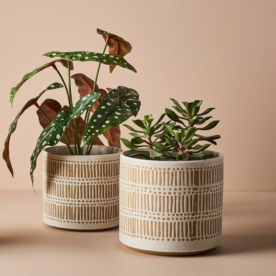 6 x Begonia Maculata in Pot