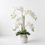 1 x Orchid Phalaenopsis in White Weave Pot