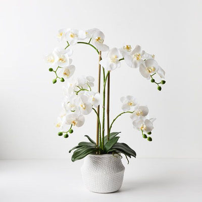 1 x Orchid Phalaenopsis in White Weave Pot