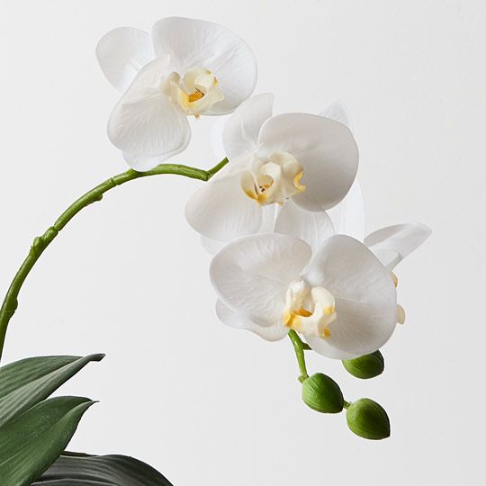 1 x Orchid Phalaenopsis in White Weave Pot