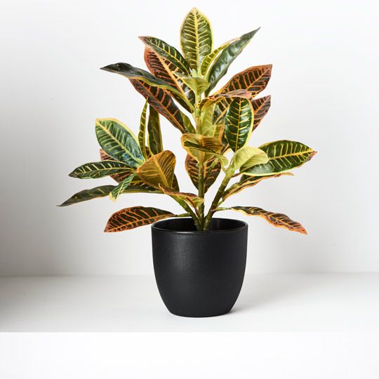 6 x Croton in Pot