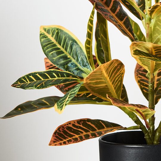 6 x Croton in Pot