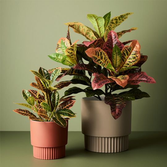 6 x Croton in Pot