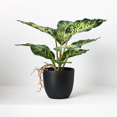 6 x Dieffenbachia in Pot