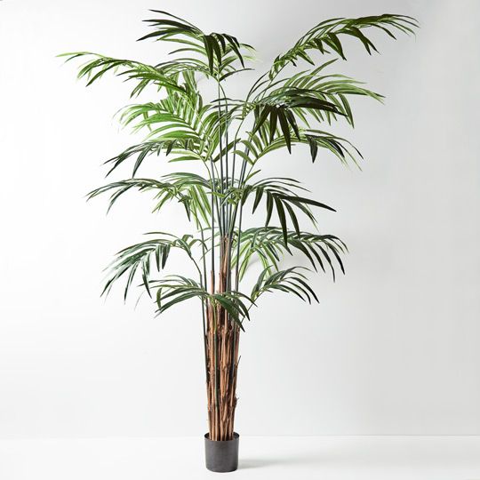 Palm Kentia Pack of 2