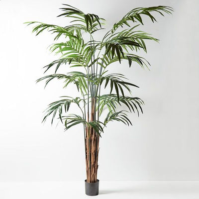 Palm Kentia Pack of 2