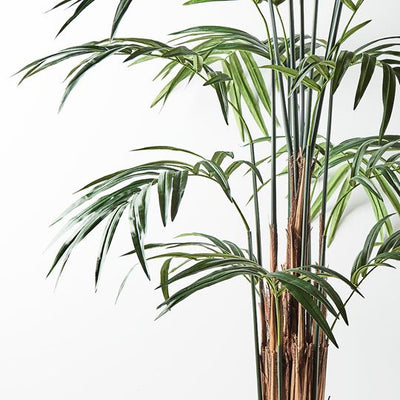 Palm Kentia Pack of 2