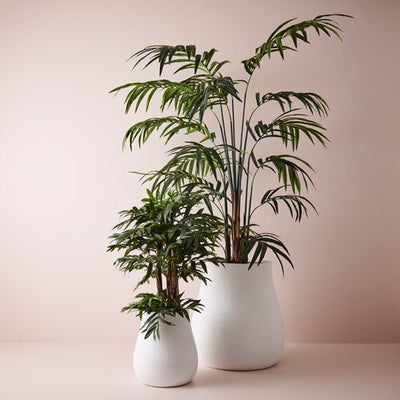 Palm Kentia Pack of 2