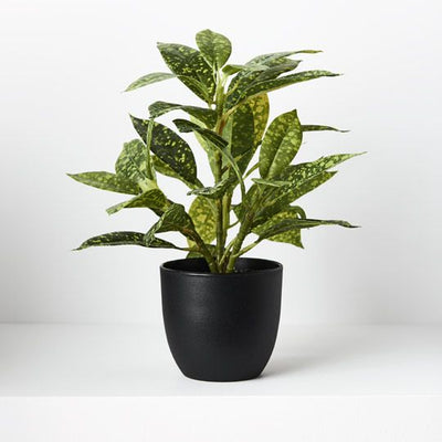 6 x Dieffenbachia in Pot