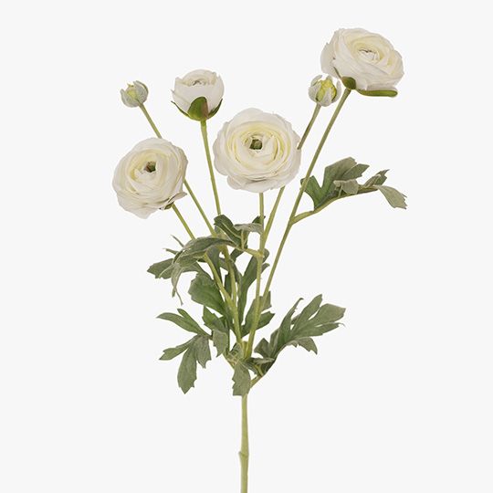 12 x Ranunculus Spray