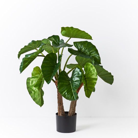 2 x Alocasia Plant