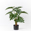 Philodendron Selloum Plant Pack of 2